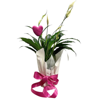 Mothers Day Peace Lily