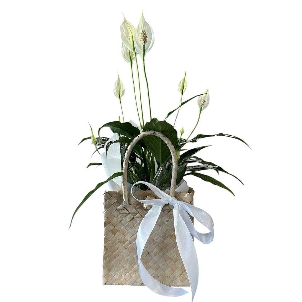peace lily nz Peace Lily from Mayflower Studio Florist in Marlborough, NZ –  Mayflower-Studio-Florist