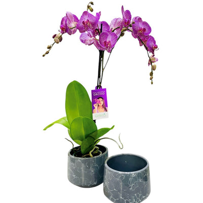 Phalaenopsis Orchid