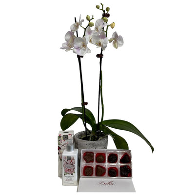 Potted Orchid with Chocolate & Hand & Body Lotion