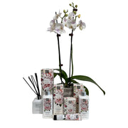 Potted Phalaenopsis Orchid with Banks & Co French Rose