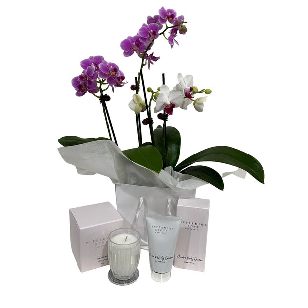 Mini Phalaenopsis Orchid Duo & Peppermint Grove