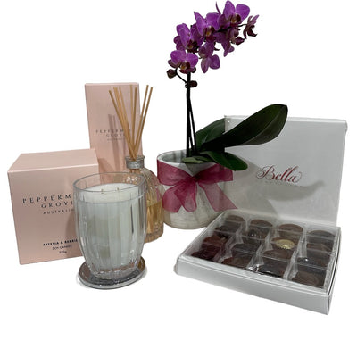 Mini Phalaenopsis Orchid with Peppermint Grove & Chocolate