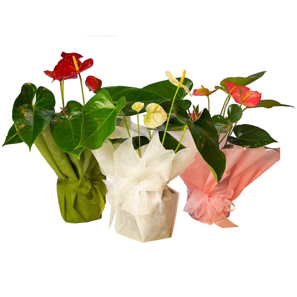 anthurium plant nz Anthurium Plant