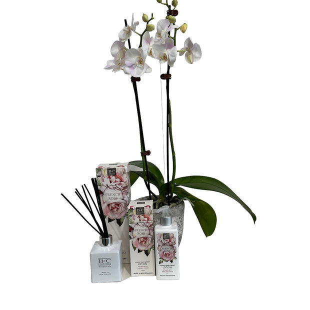 Potted Phalaenopsis Orchid with Banks & Co French Rose