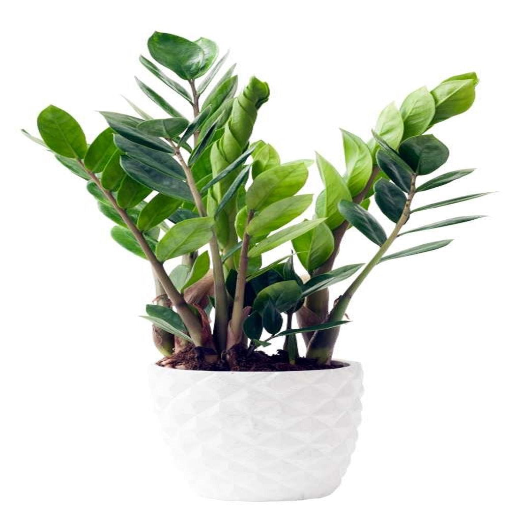 buy zz plant nz Zamioculas (ZZ Plant) – Mayflower-Studio-Florist